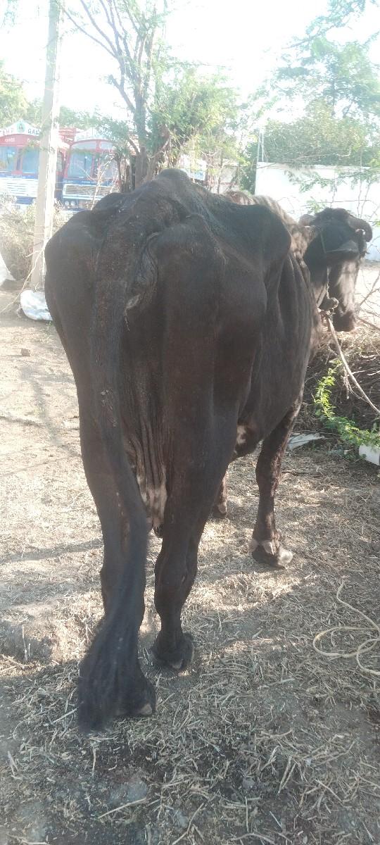 વેચવાની છે જર્સી