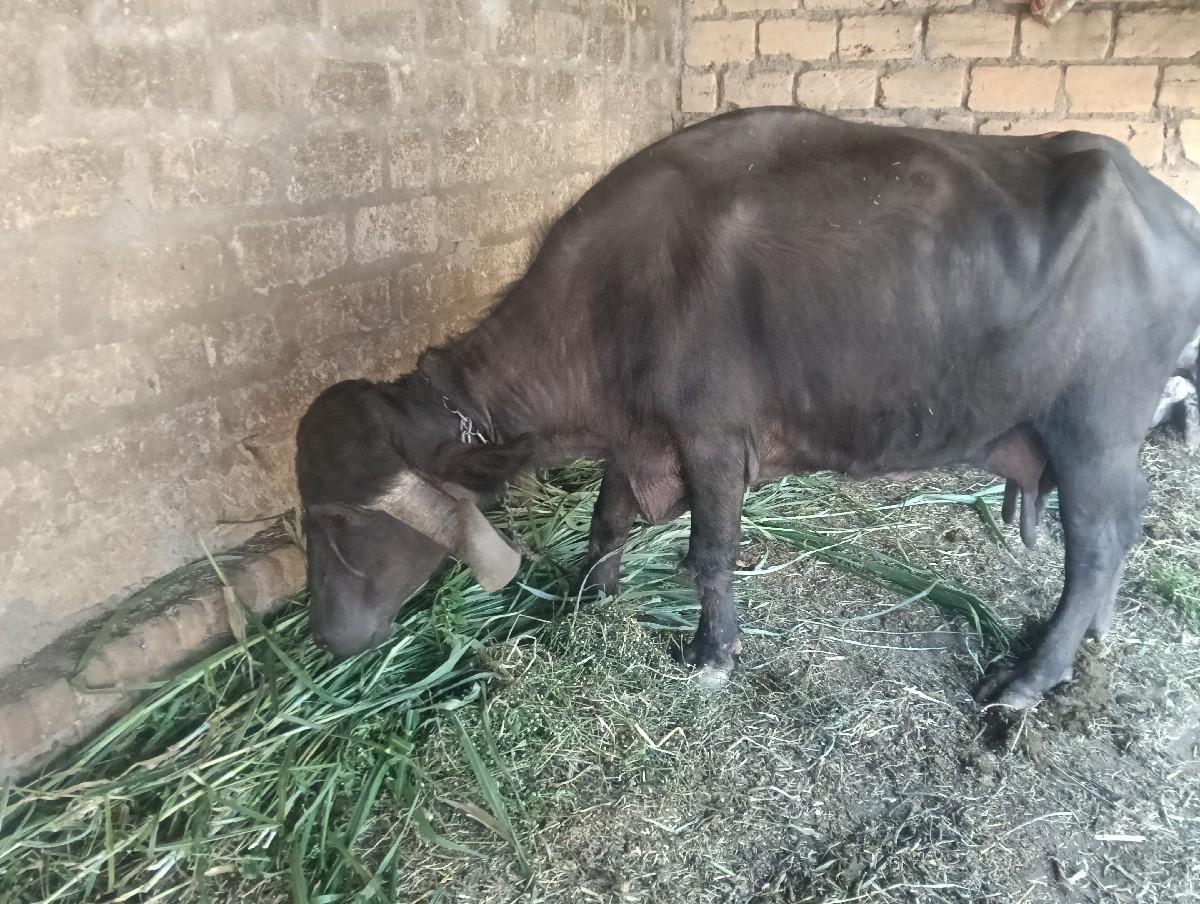 થંબનેલ 2