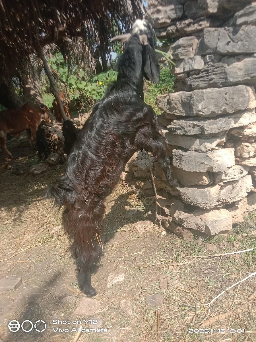 થંબનેલ 2