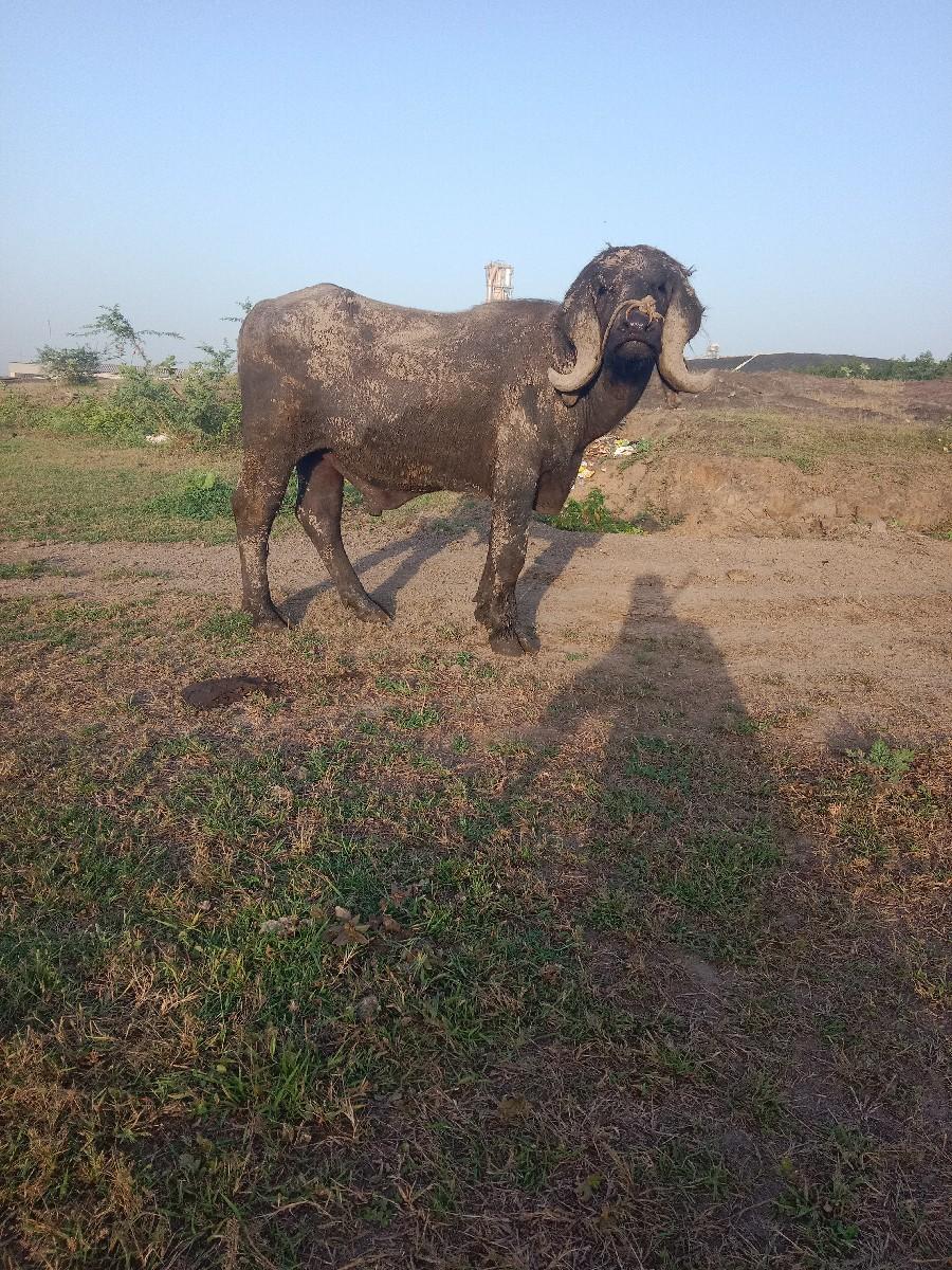 પાડો વેચવાનો