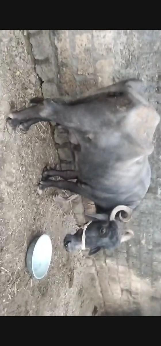 વેચવાની છે