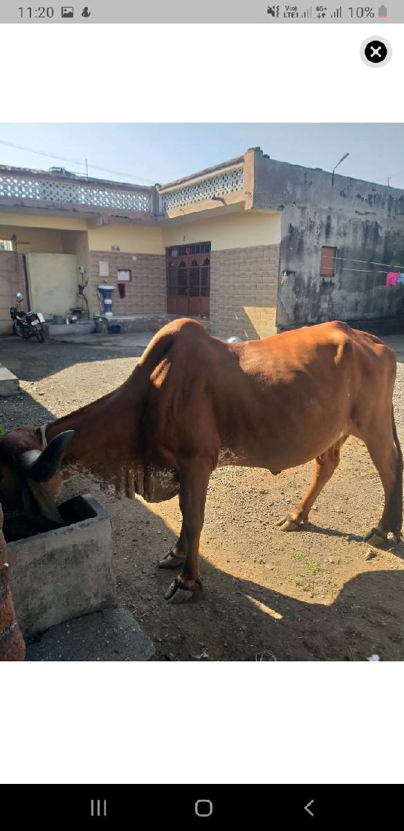ગીર ગાય વેચવાની છે