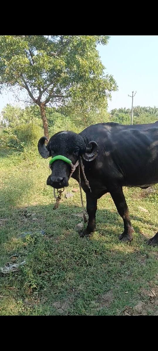 બે દાત પાડી...