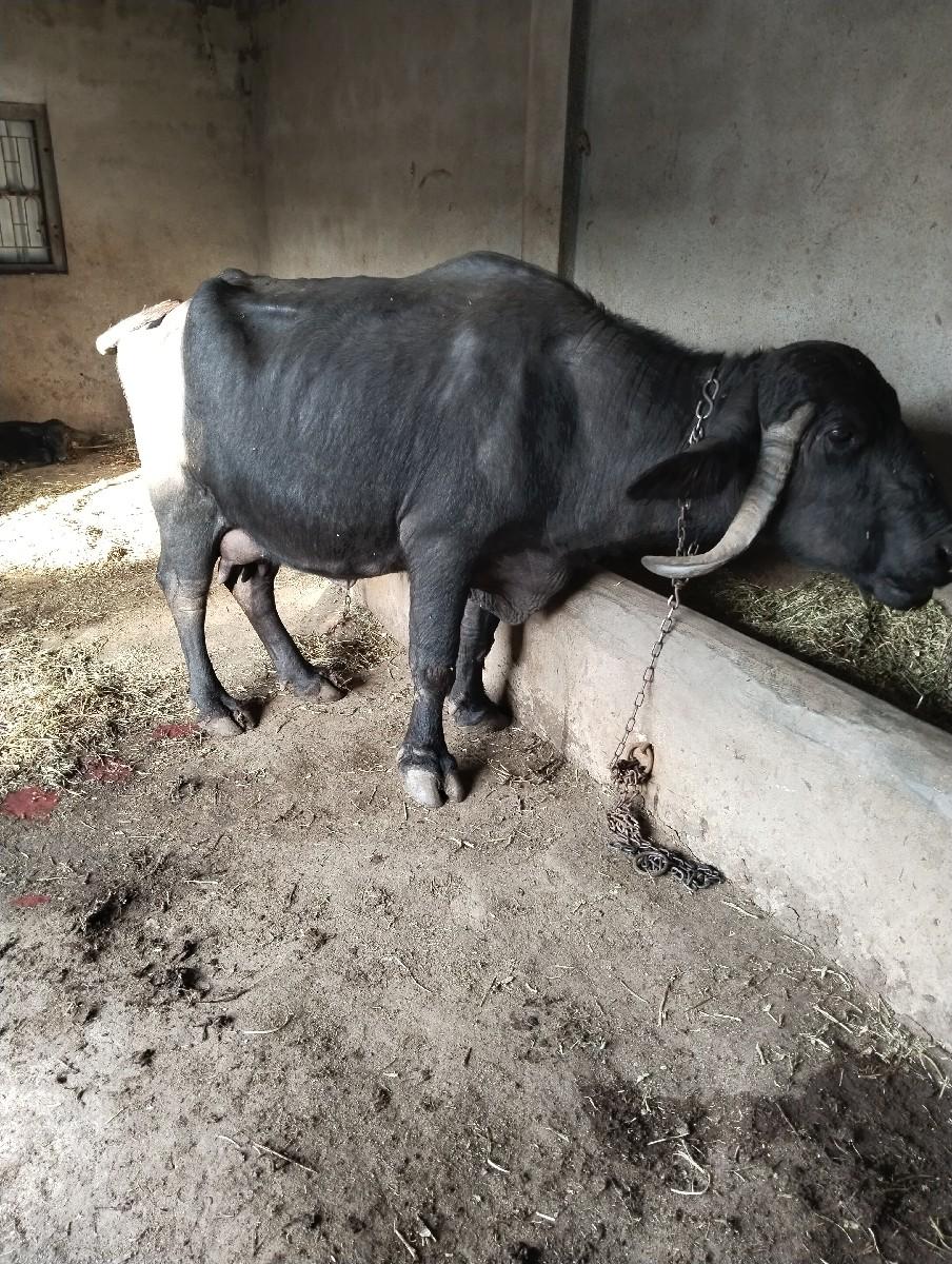 થંબનેલ 3