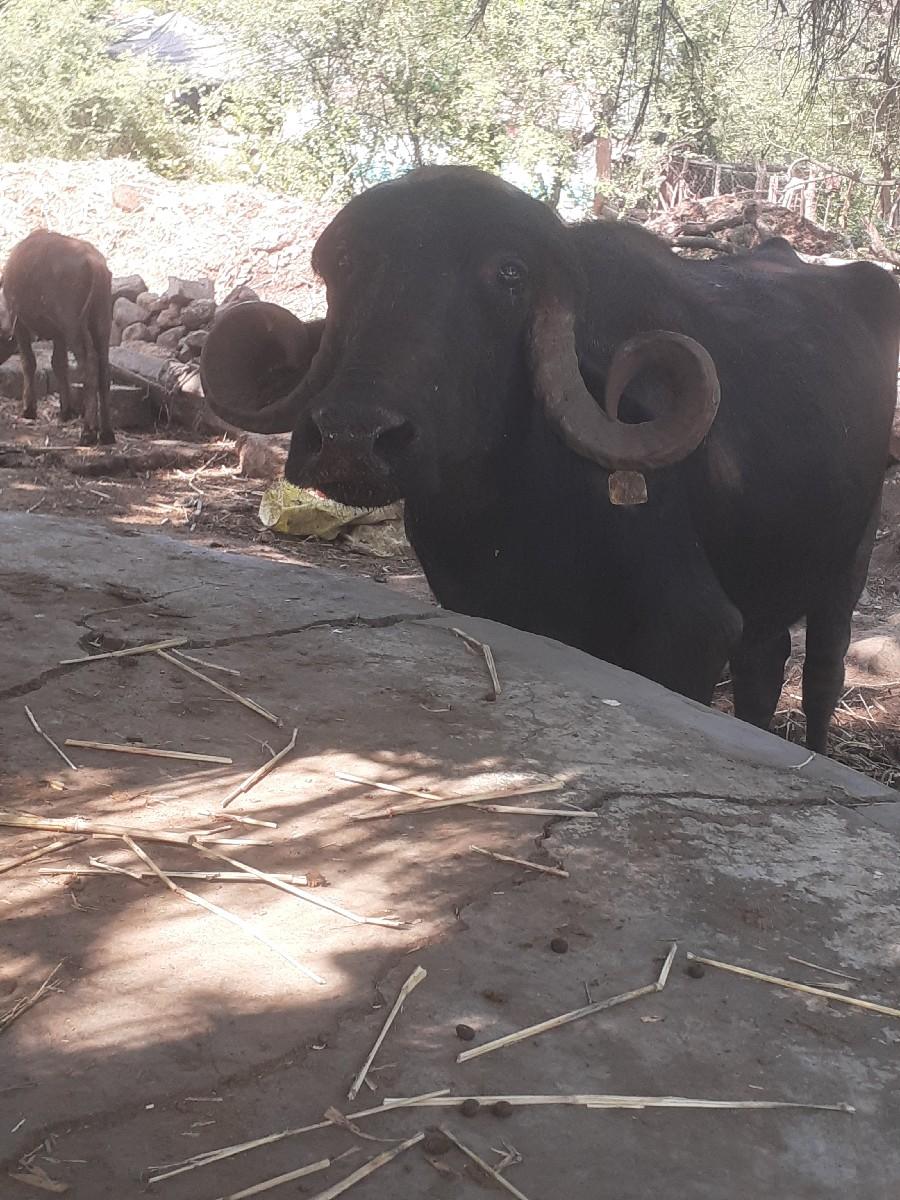 થંબનેલ 2