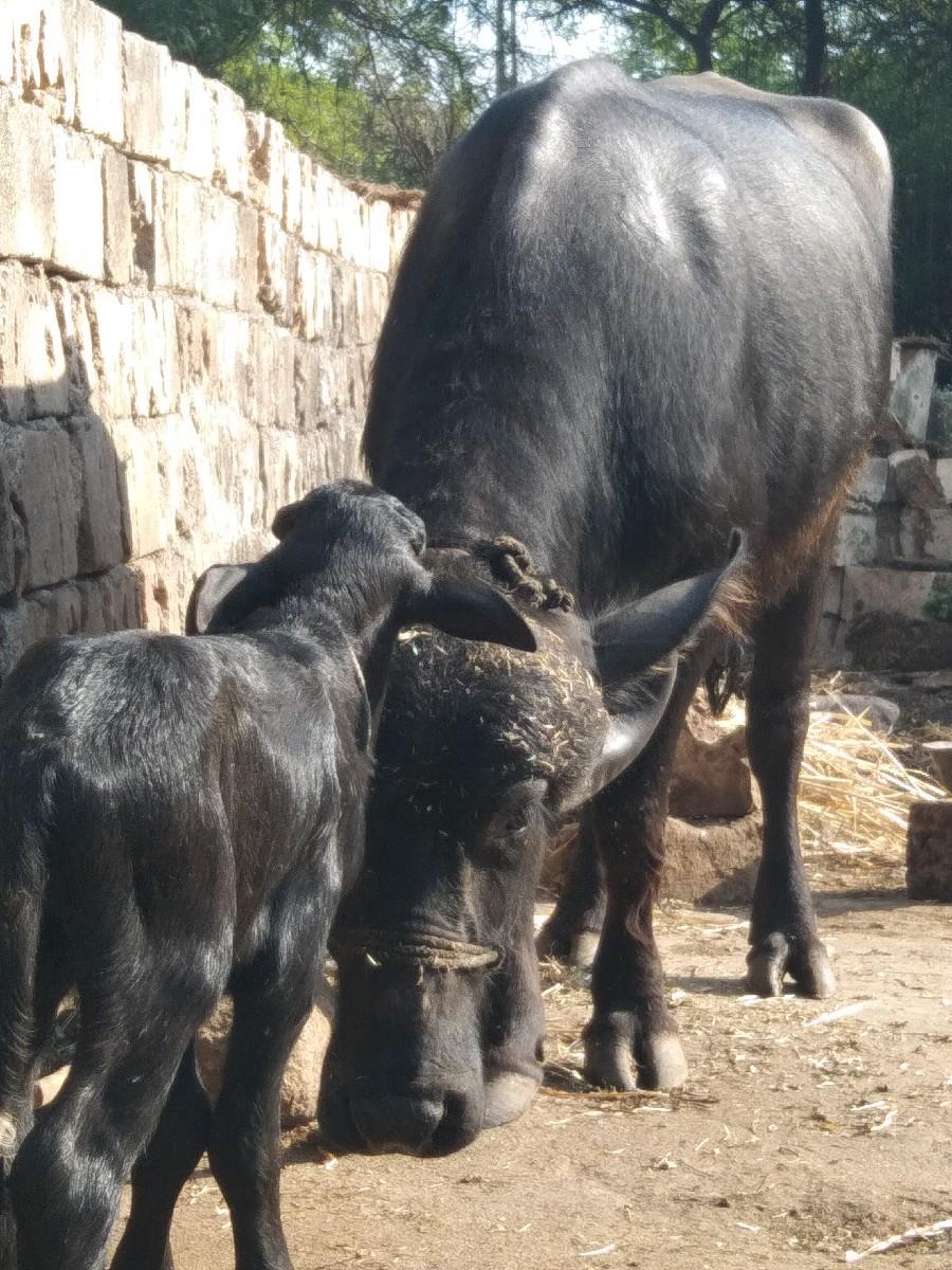 Taluka Jila Porbandar Gaon mander