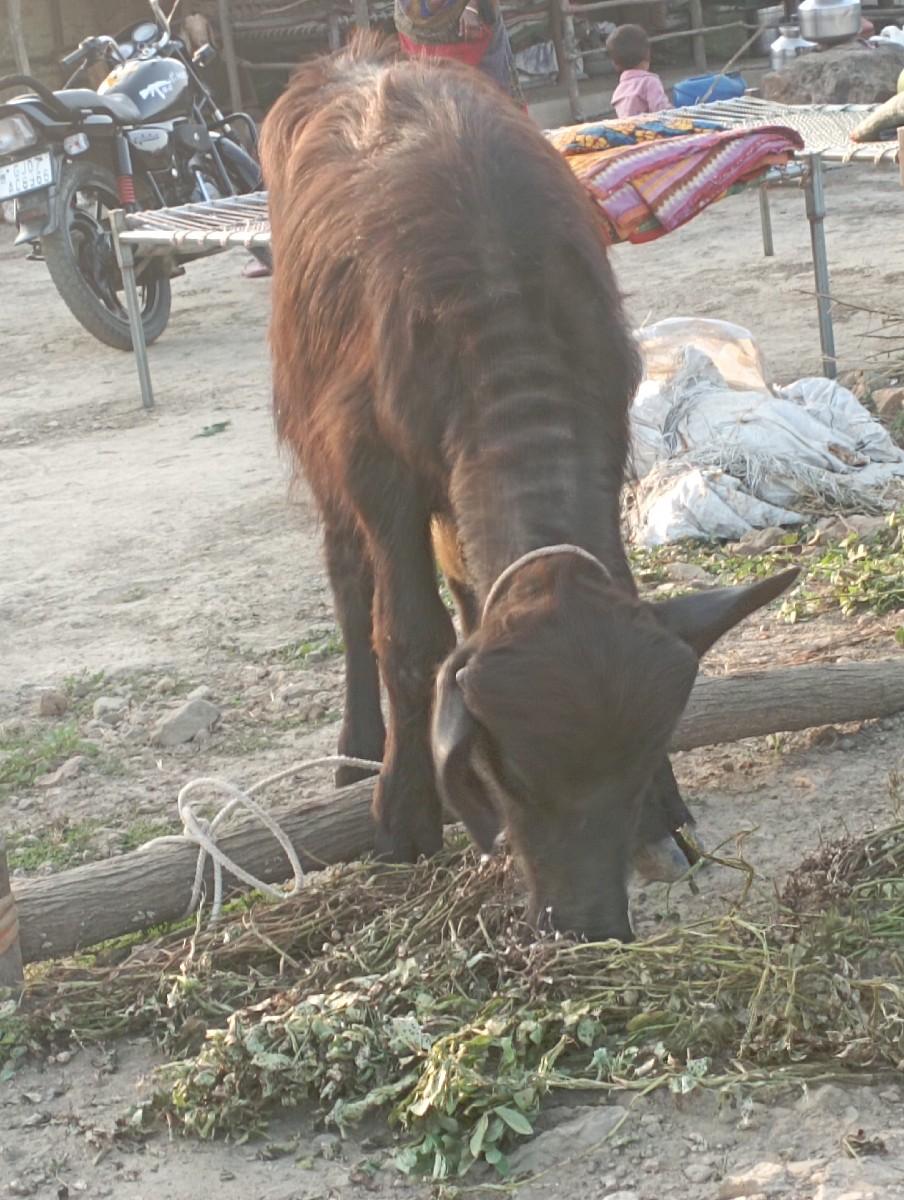 થંબનેલ 3