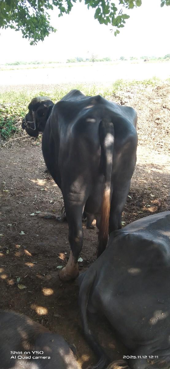 થંબનેલ 2