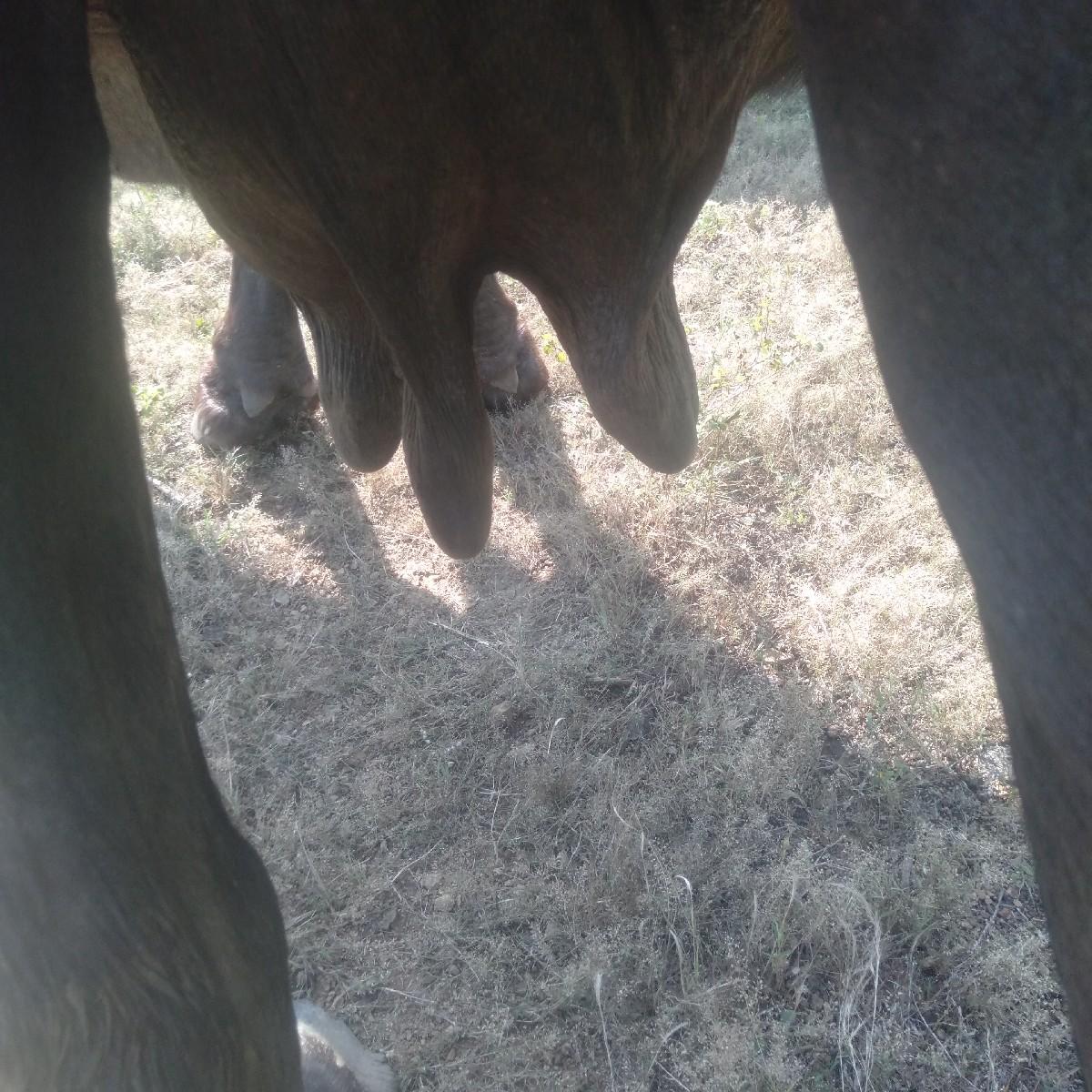 ભેંશ વેશવાની છે