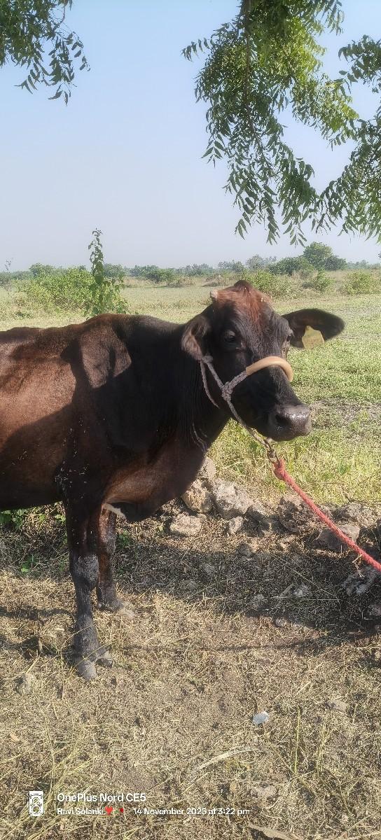 HF corss ગાય દેવાની છે.