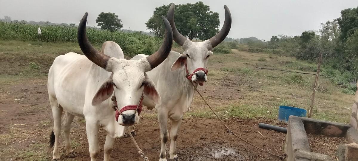 બધેહાલતા‌ ‌ 6352282551