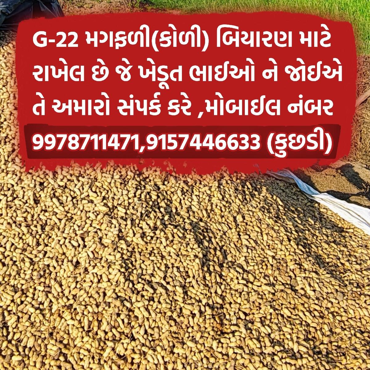 G-22 મગફળી (કોરી) બિયારણ