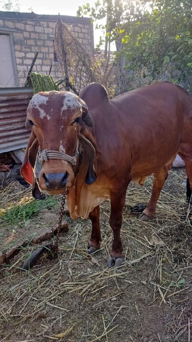 આ ગાય વેચવાની છે