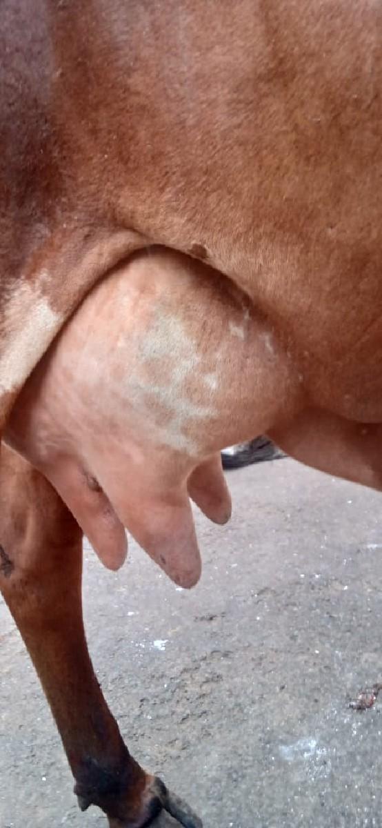 થંબનેલ 3