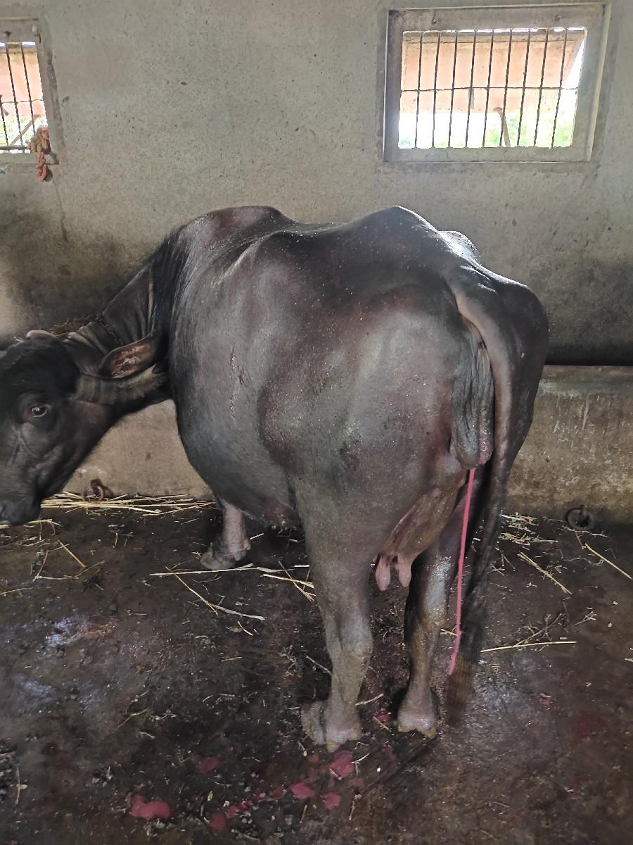 થંબનેલ 2