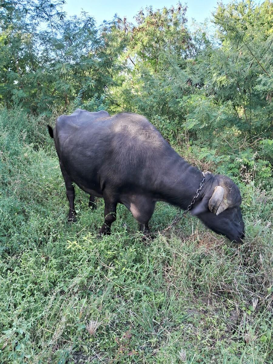 થંબનેલ 2