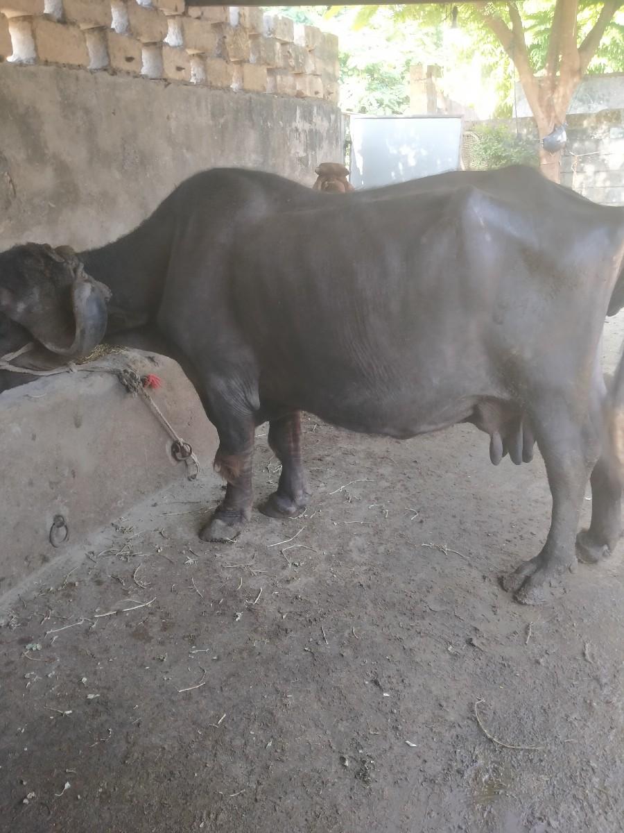 થંબનેલ 2