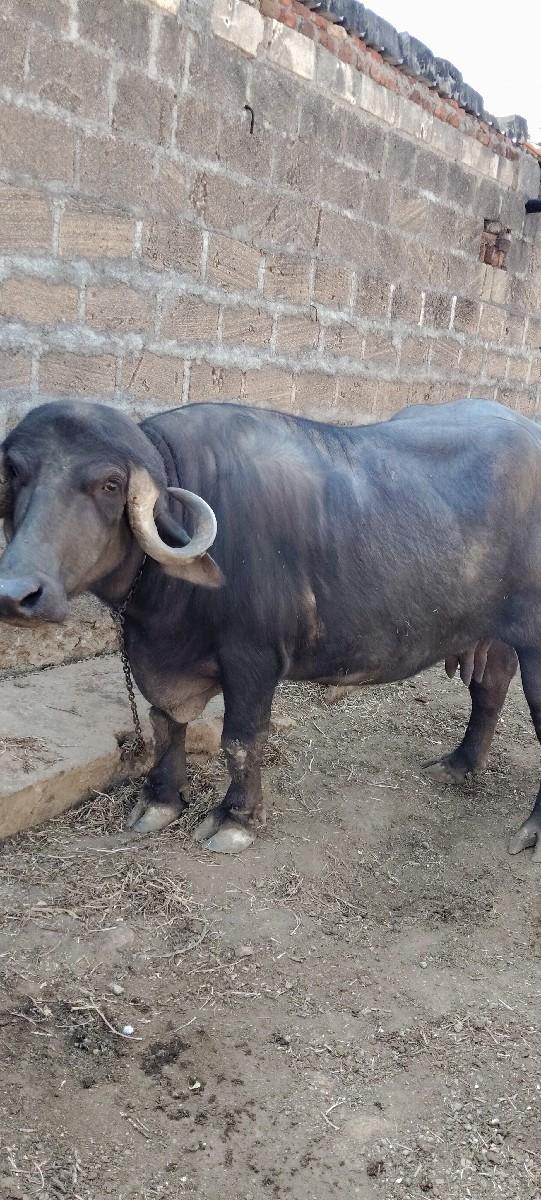 થંબનેલ 2