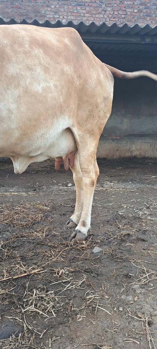 ગીર ગાય વેતર ૨