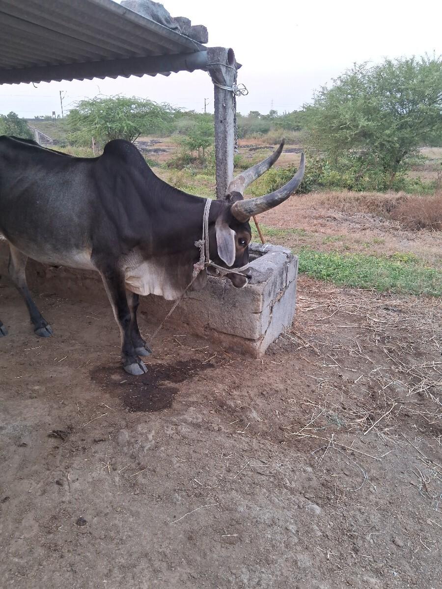 થંબનેલ 2