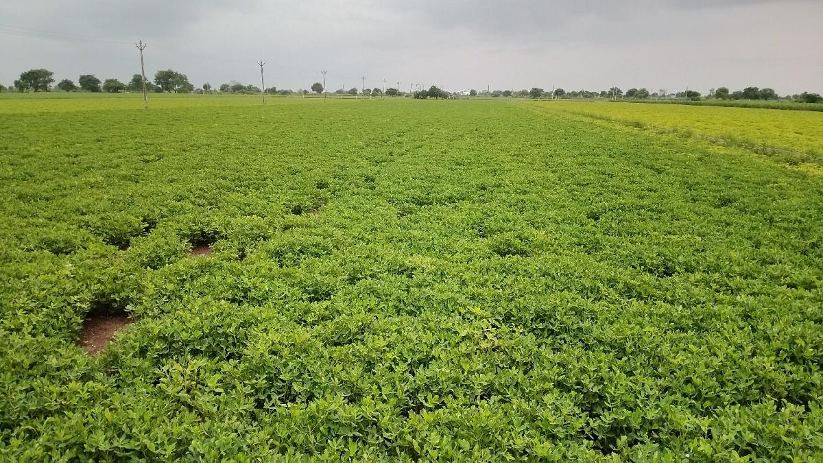 મગફળી કોરો ડૂચો