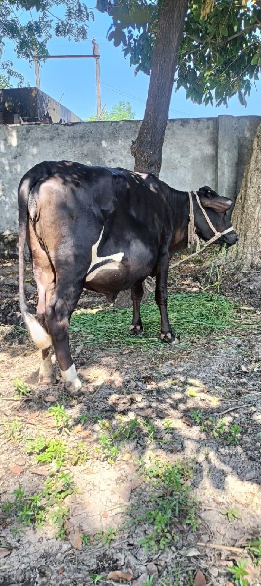 hf ઓડકી વેચવાની છે