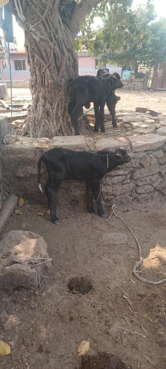 થંબનેલ 2