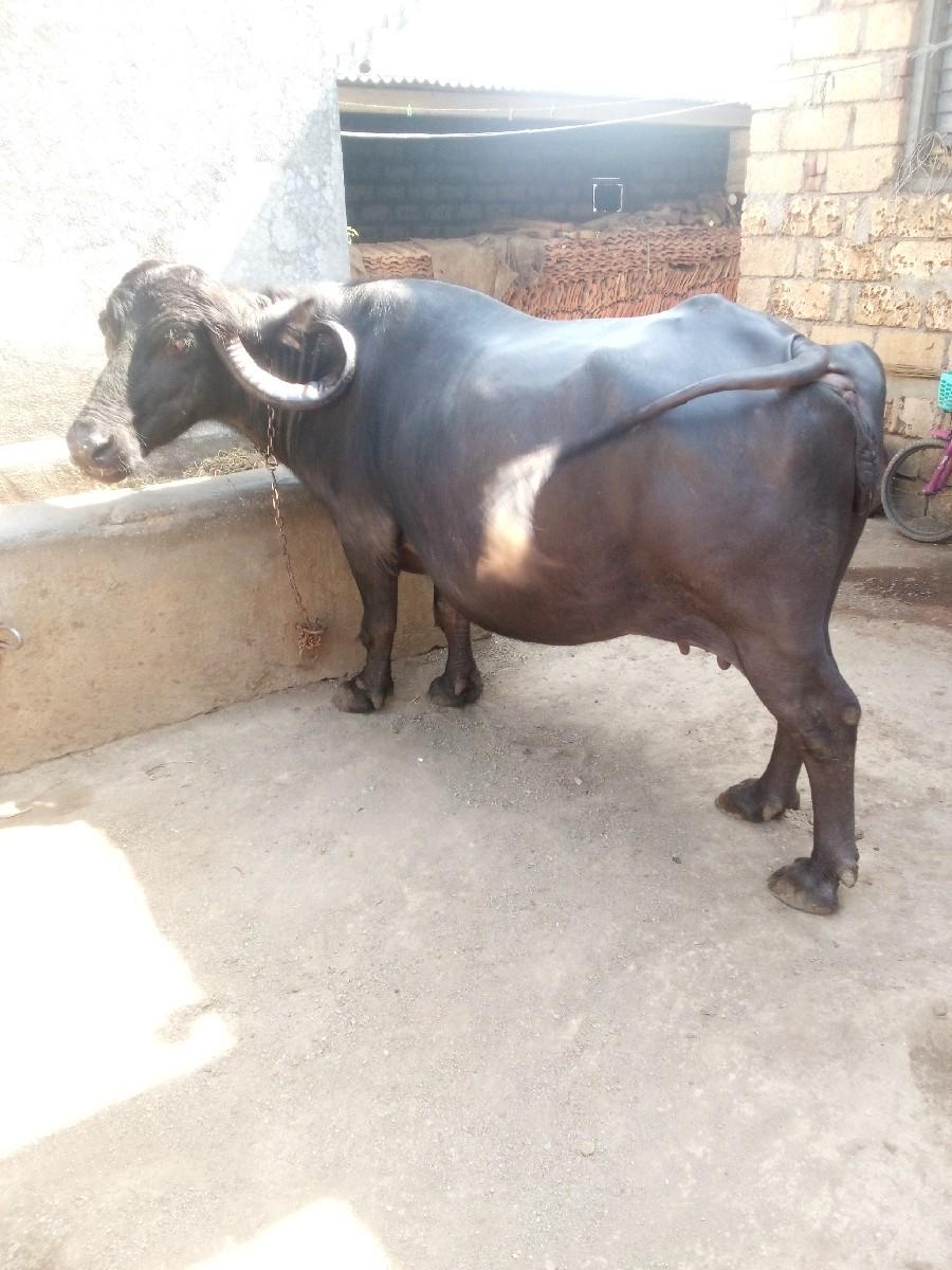 થંબનેલ 2