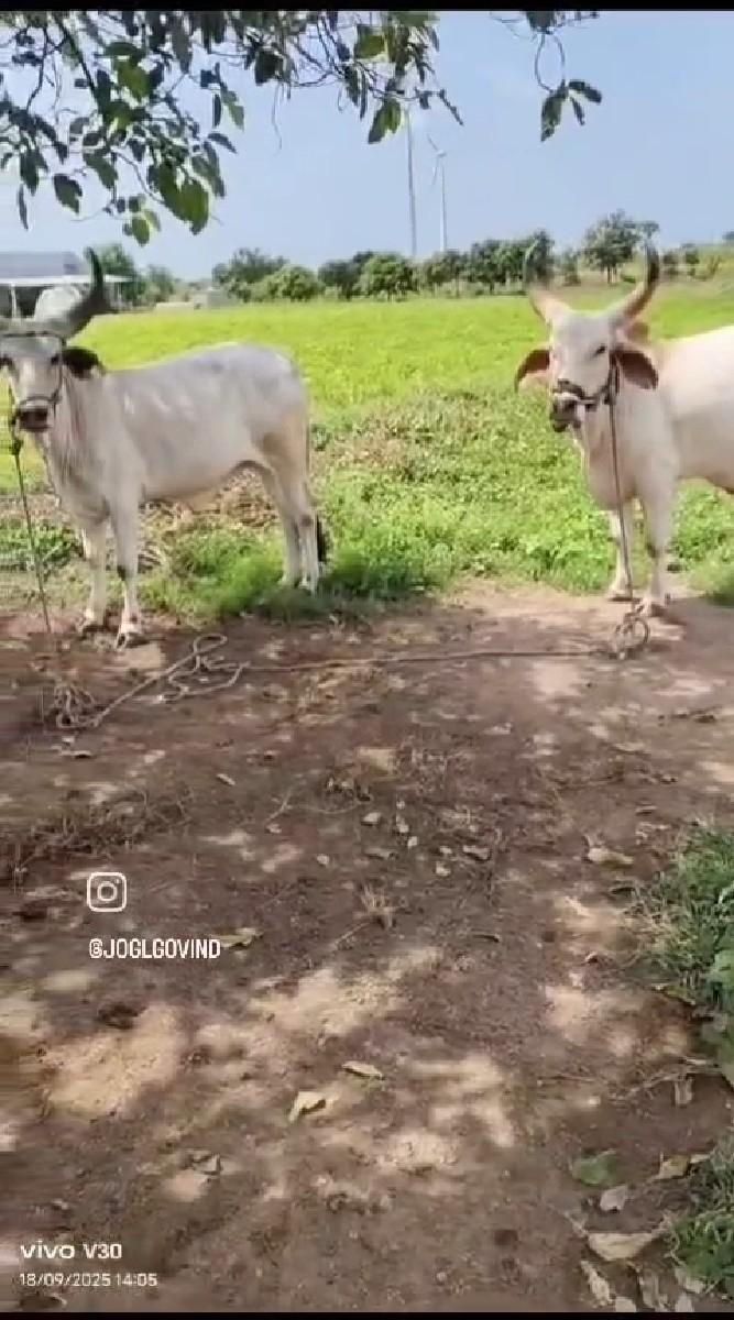 थंबनेल 3