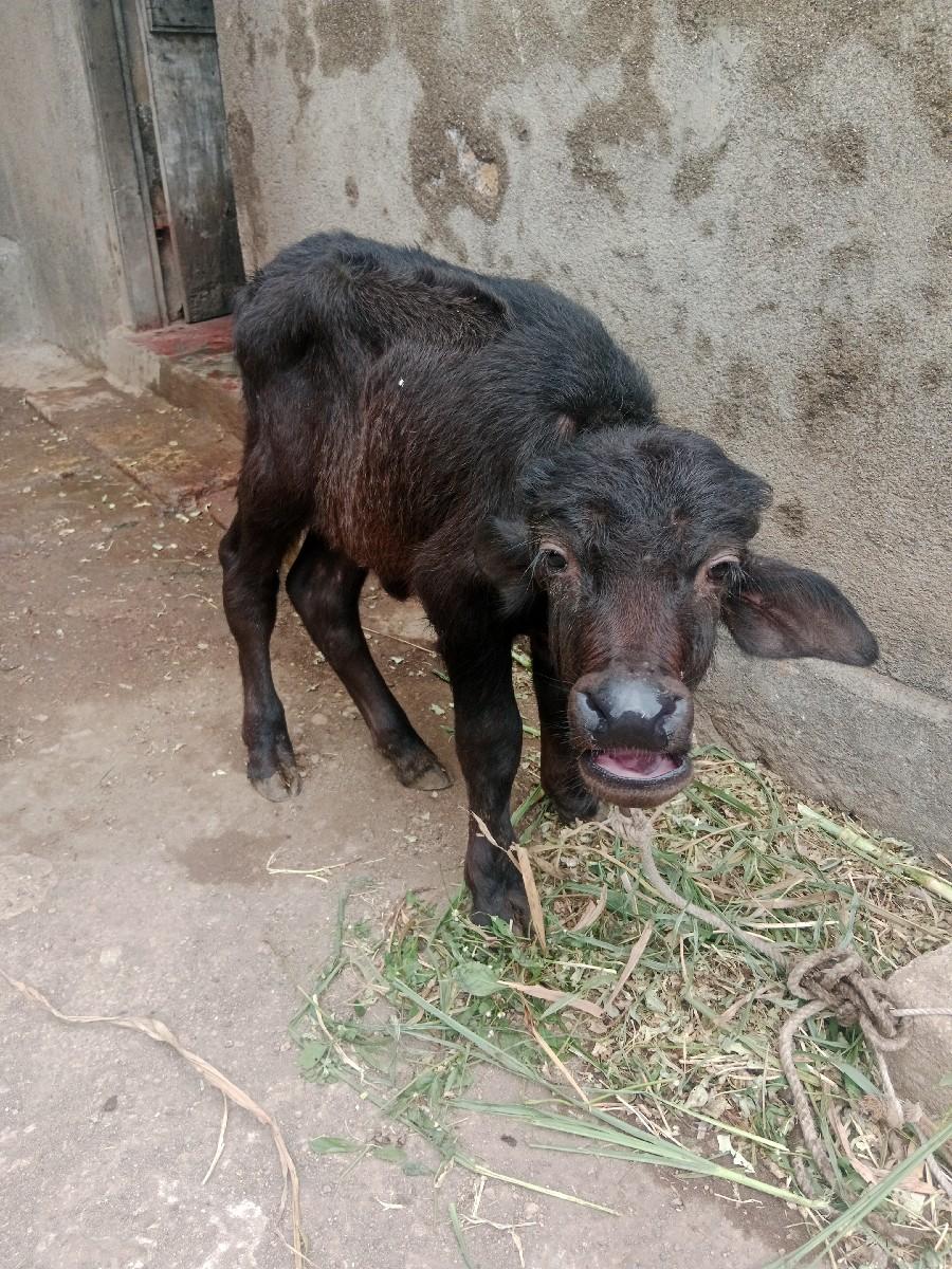 થંબનેલ 3