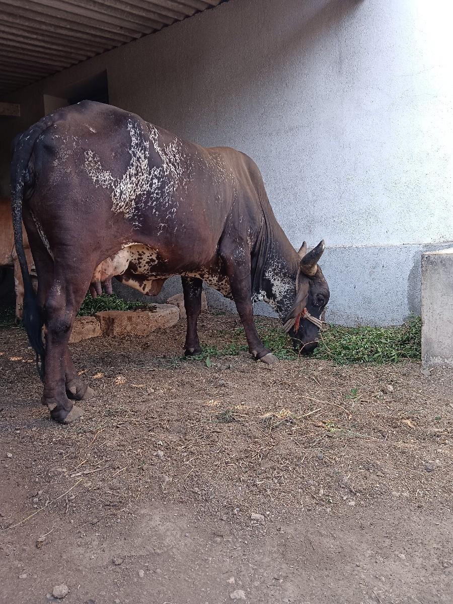 ક્રોસિંગ ગાય વેચવાની