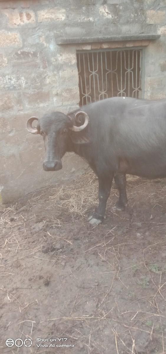 વેચવાની છે જવાબદારી તુમ ખડેલી છે