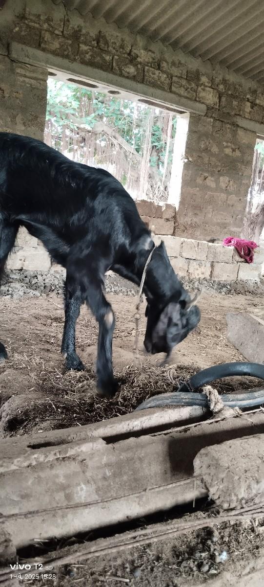 થંબનેલ 2