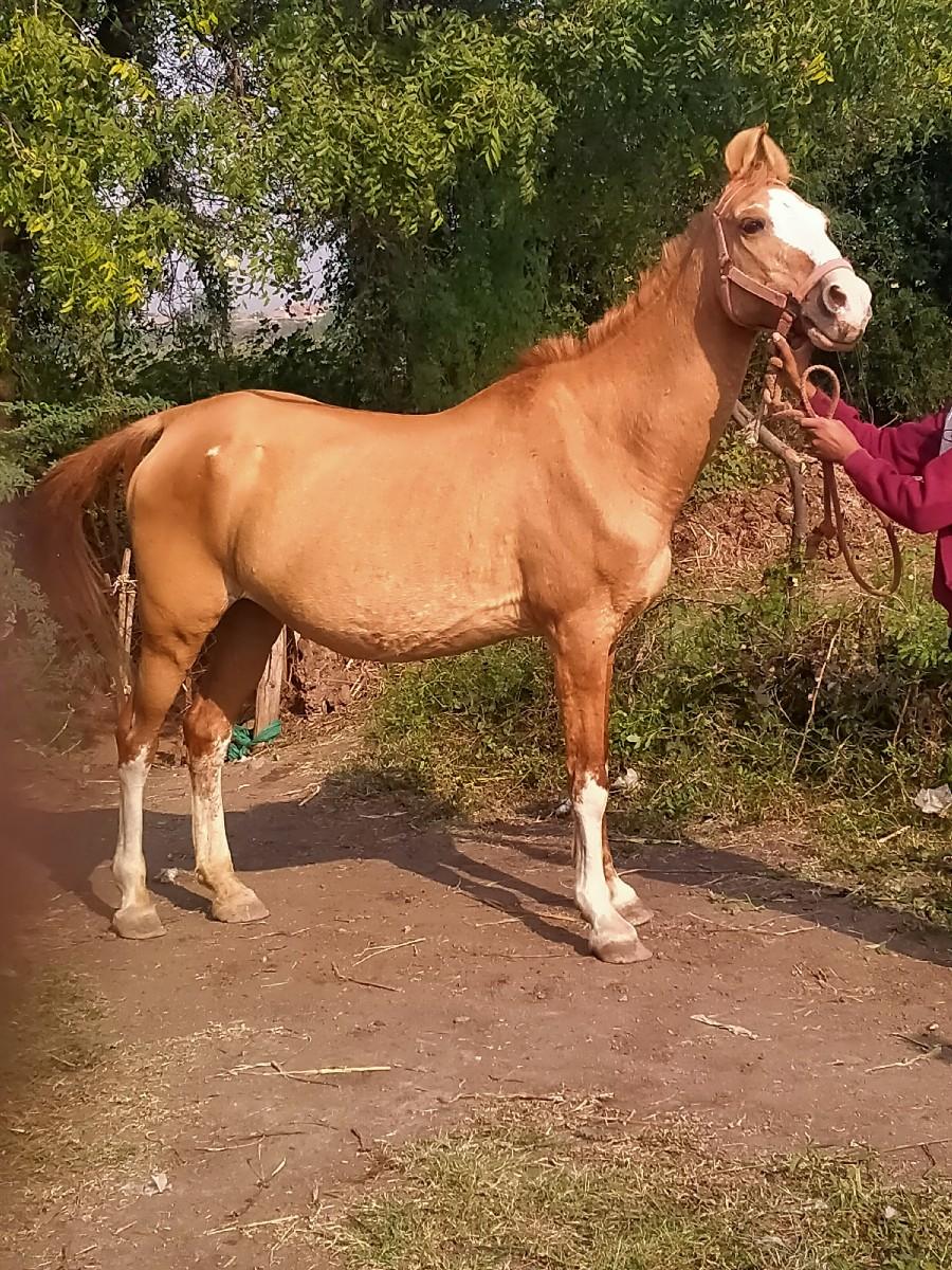 આ ઘોડી વેચવાની છે