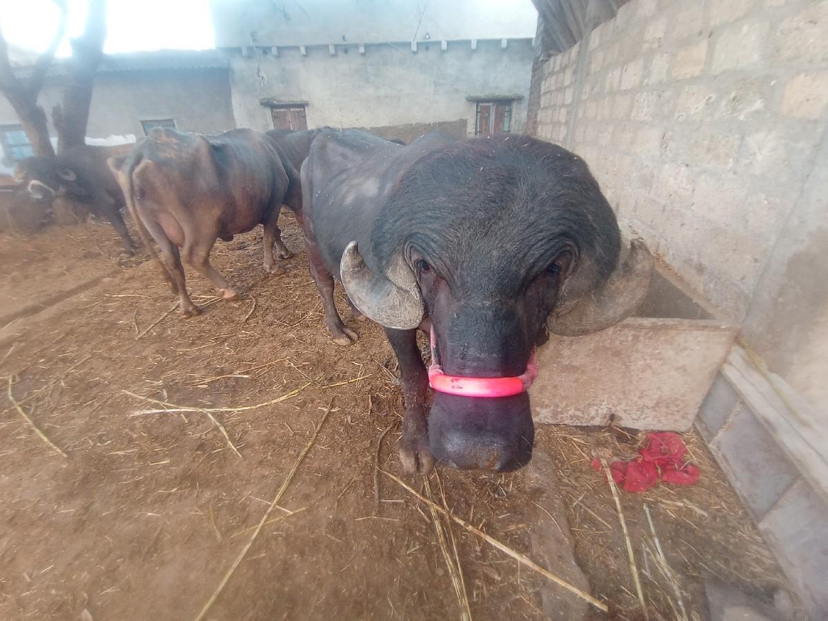 પાડો વેચવાનો છે