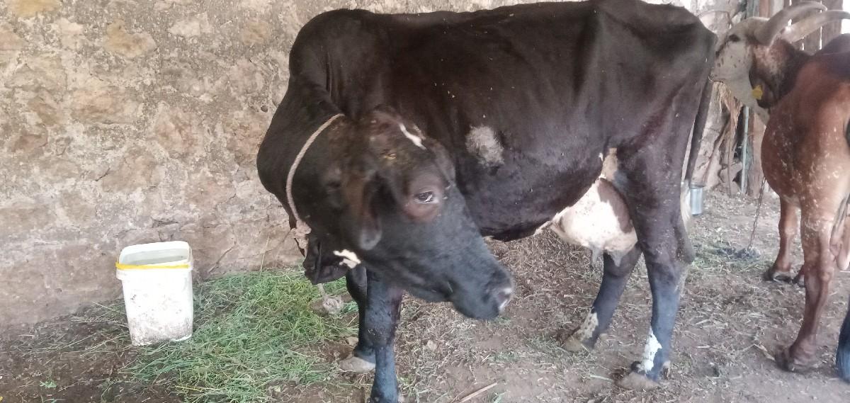 થંબનેલ 3