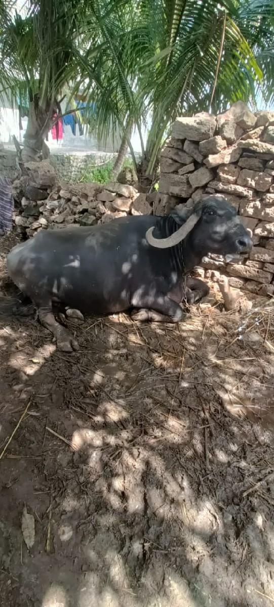 થંબનેલ 2