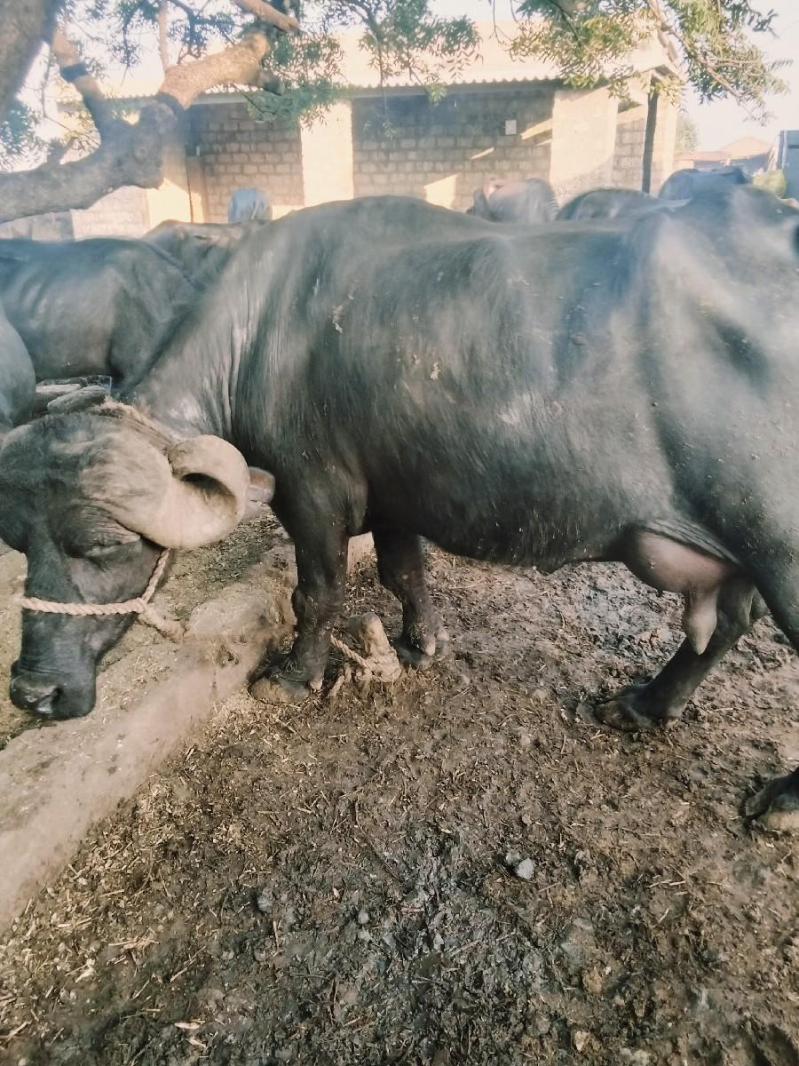 થંબનેલ 3