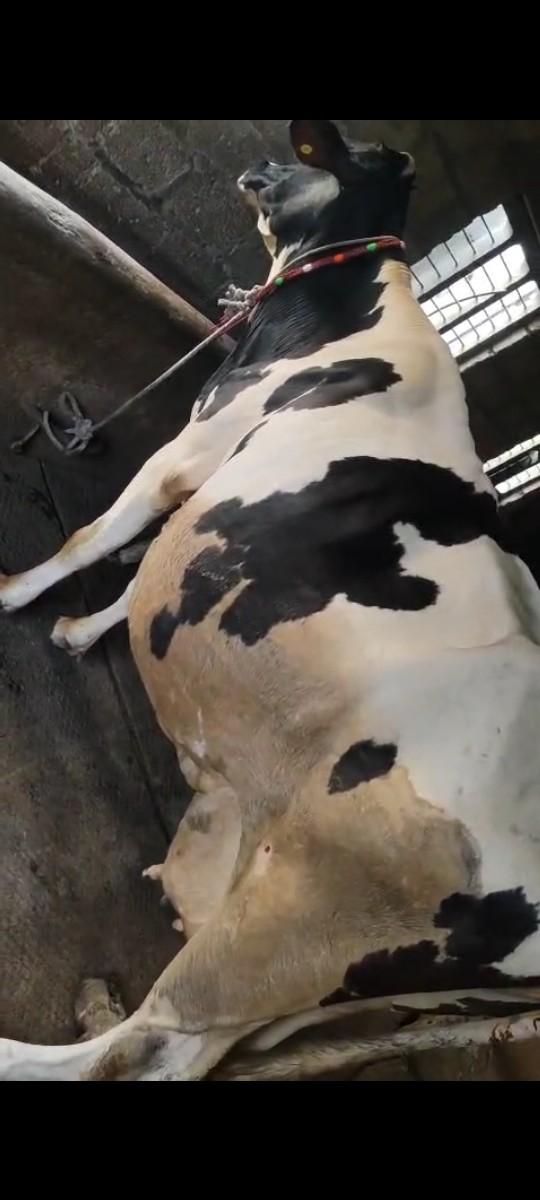 ગાય વેચવાની છે