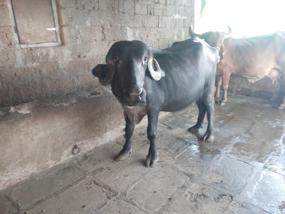 થંબનેલ 3