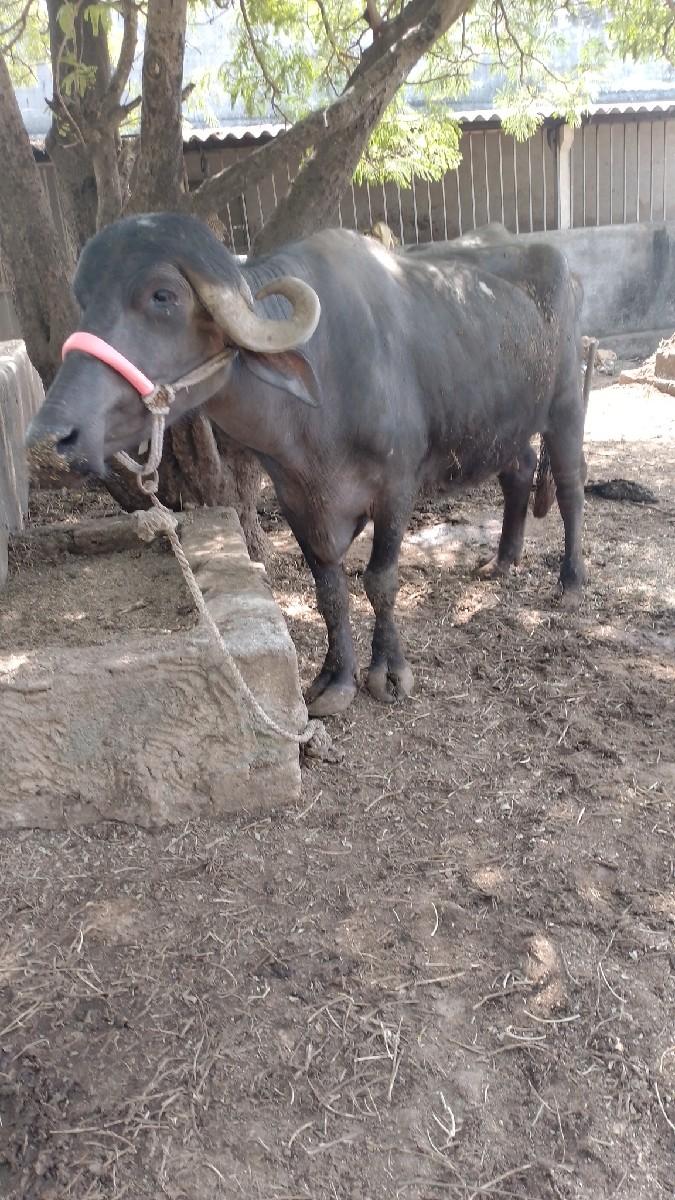 થંબનેલ 3