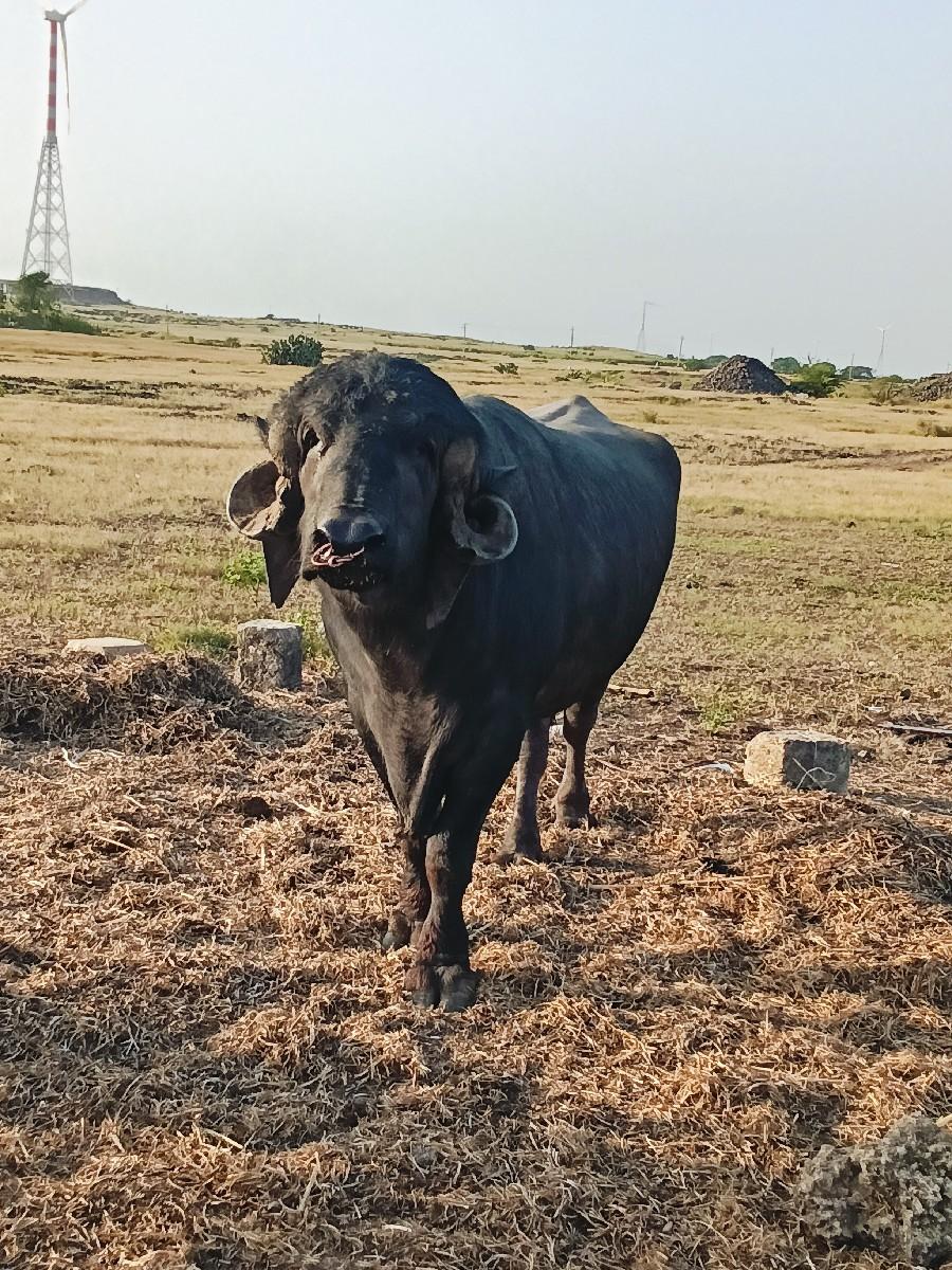 થંબનેલ 3