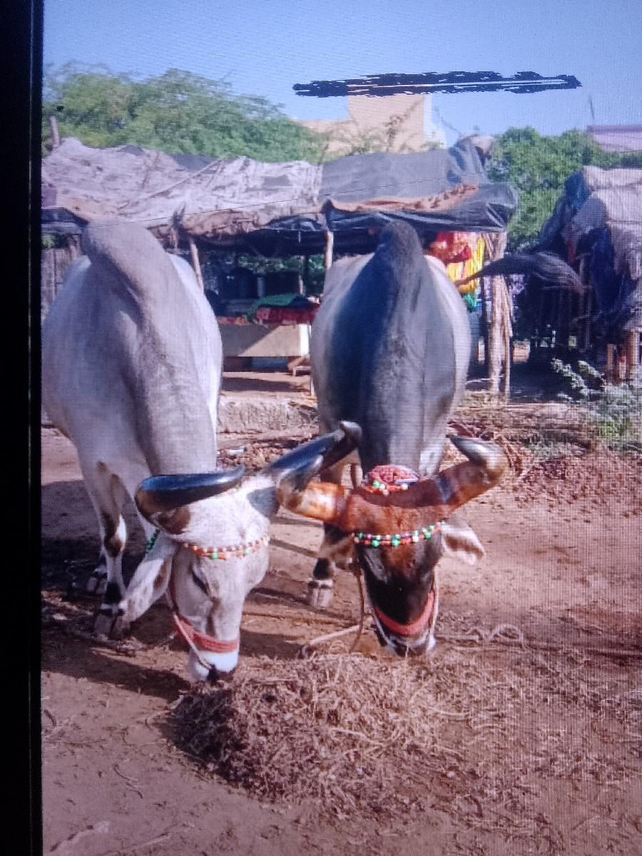 થંબનેલ 3