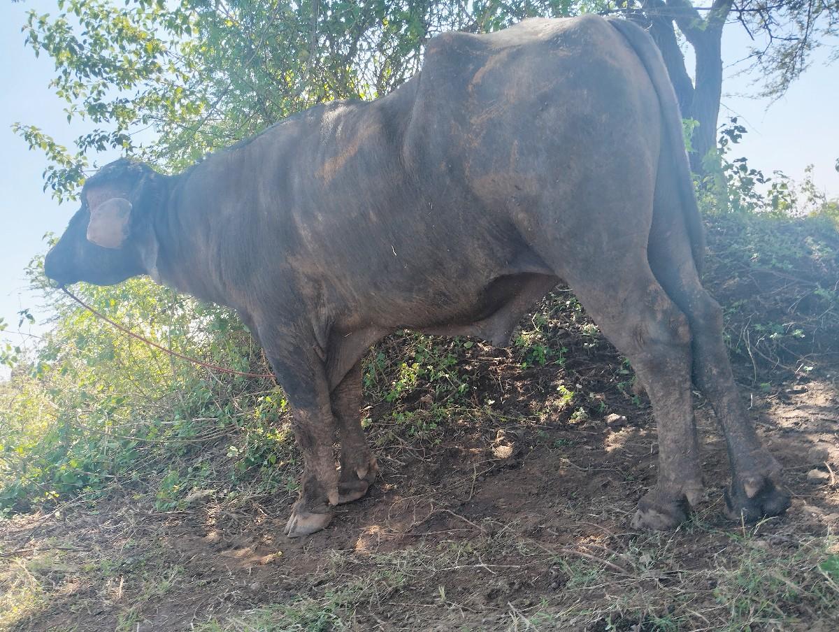 થંબનેલ 2