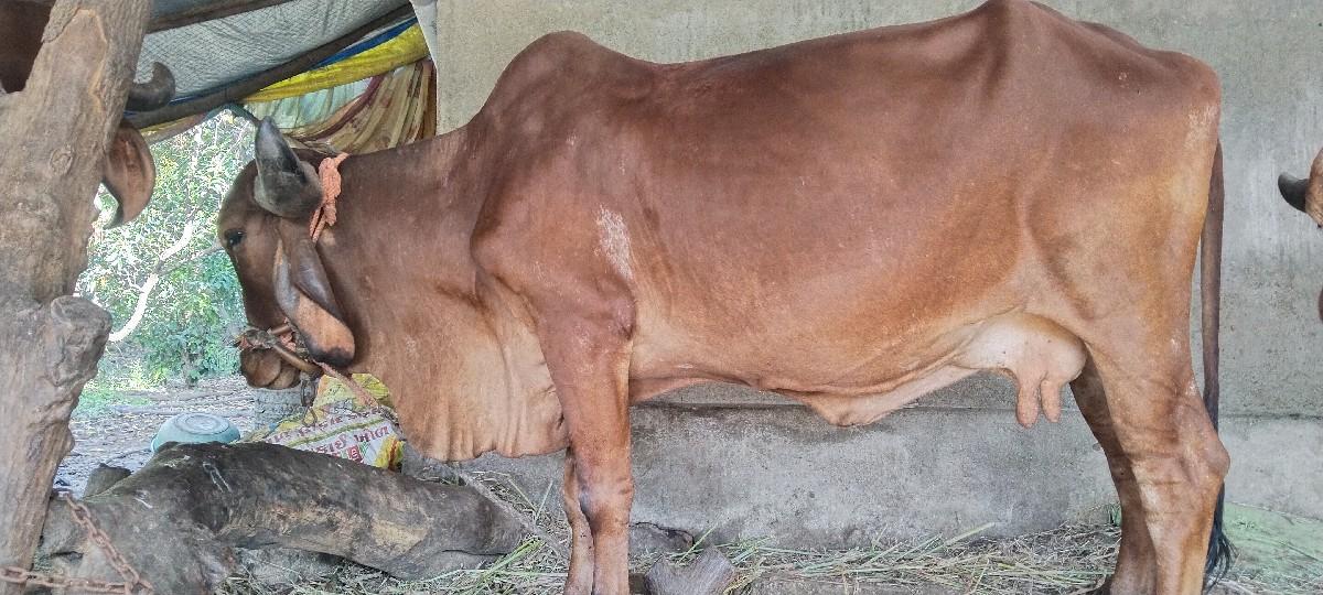 થંબનેલ 2