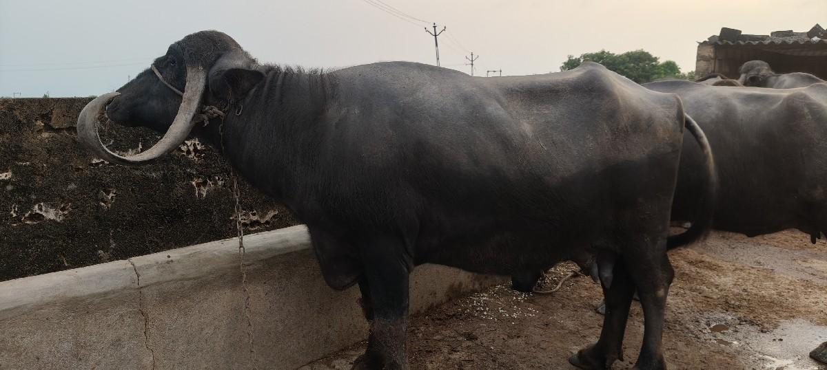 થંબનેલ 3