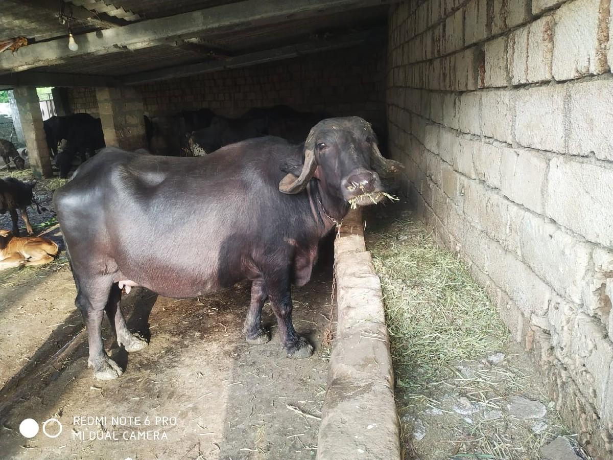 થંબનેલ 2