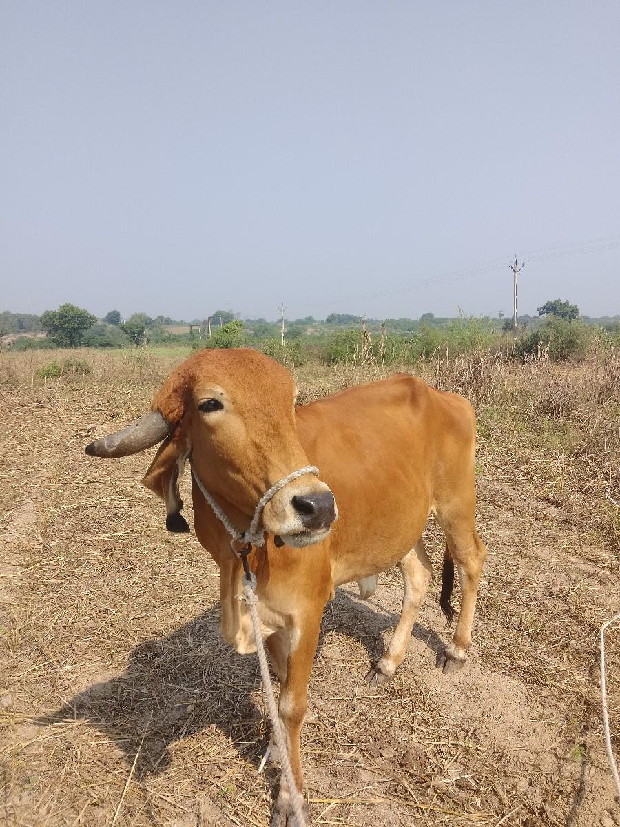 થંબનેલ 2