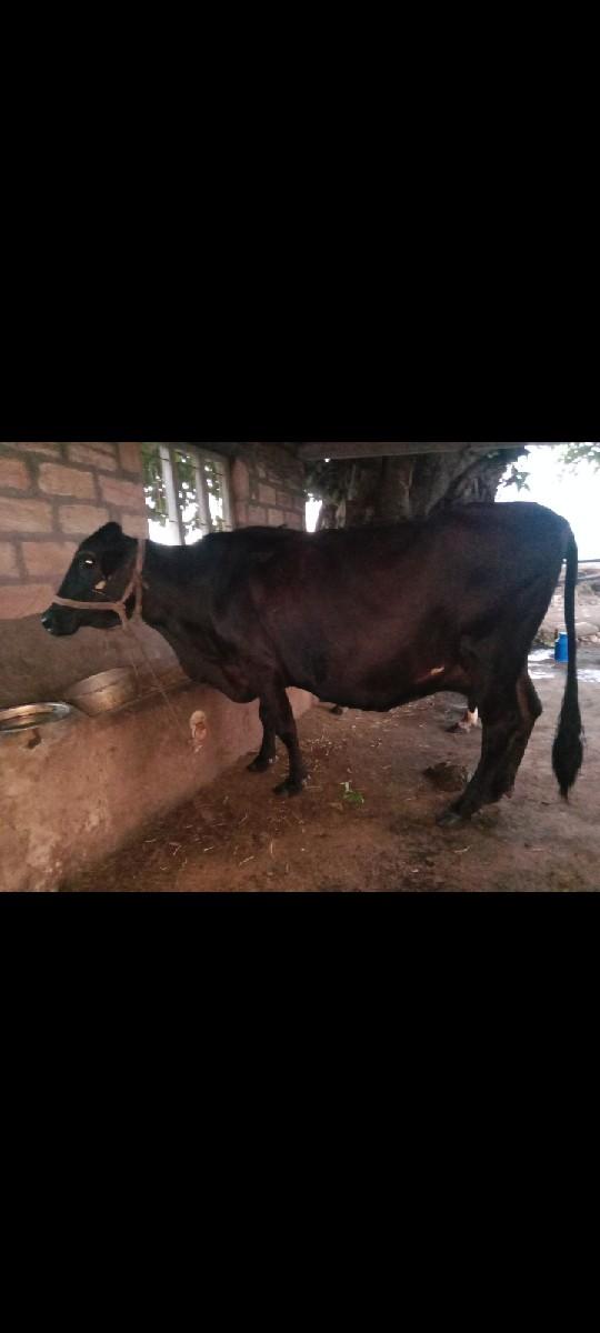 થંબનેલ 2