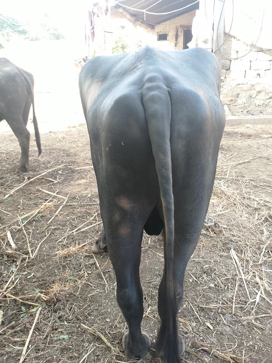 થંબનેલ 2